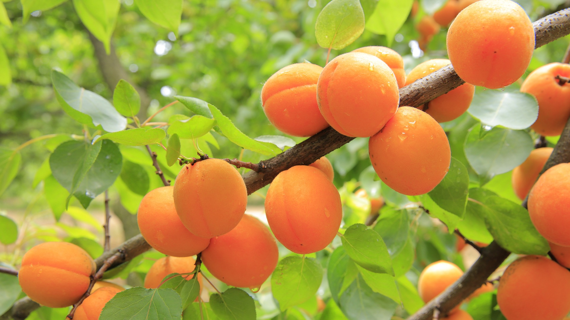 Aprikosenbäume: Das in Deutschland! auch gelingt
