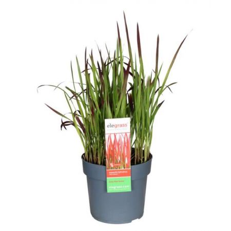 Japanisches Blutgras 'Red Baron'