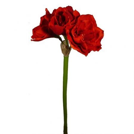 Amaryllis rot - l76cm 129800 red