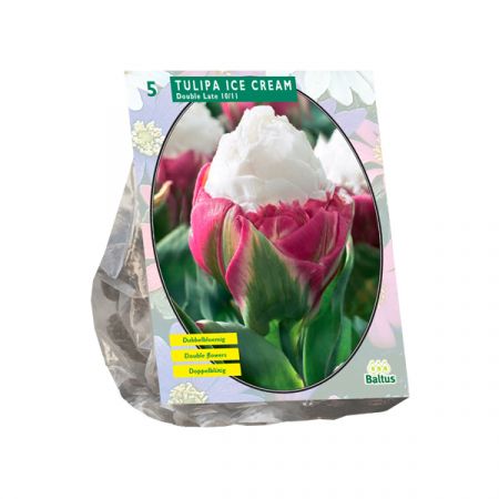 Tulipa Ice Cream pro 5