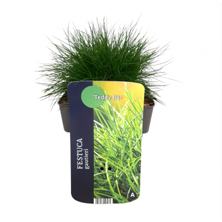 Festuca gautieri 'Teddy Bär'