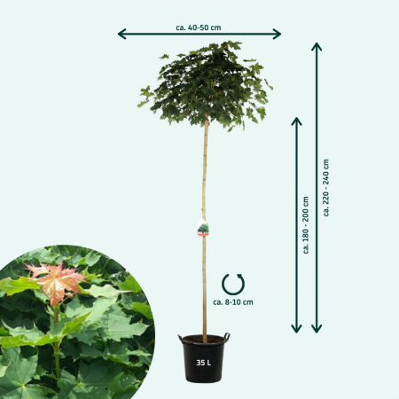 Kugel-Esch 'Globosum'