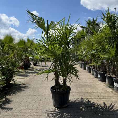 Trachycarpus fortunei