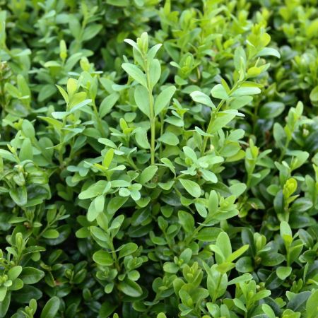 Buxus