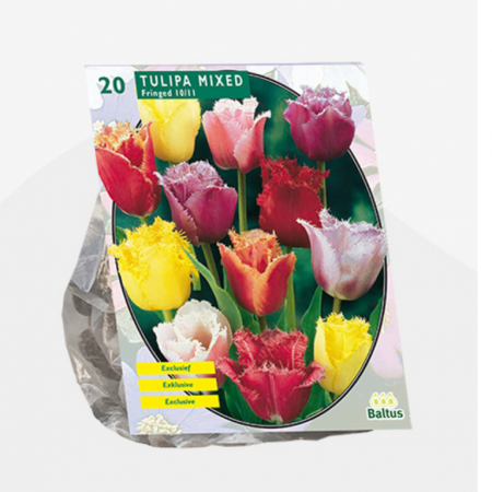 Tulipa Gefranjerd Mix pro 20