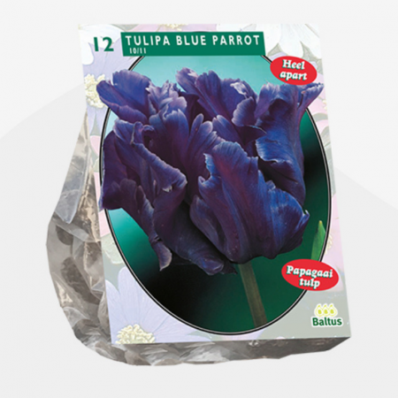 Tulipa Blue Parrot, 12 Stück pro Packung