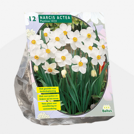 Narcis Actea pro 12