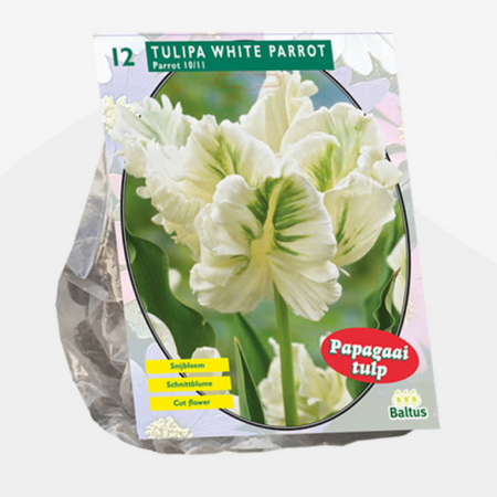 Tulipa White Parrot, Parkiet pro 12