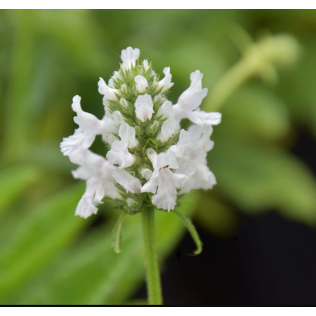 Stachys off. 'Alba'