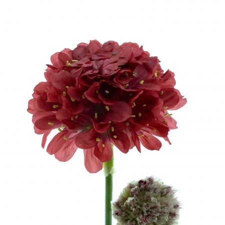 Grasnelke 'Ballerina Red'