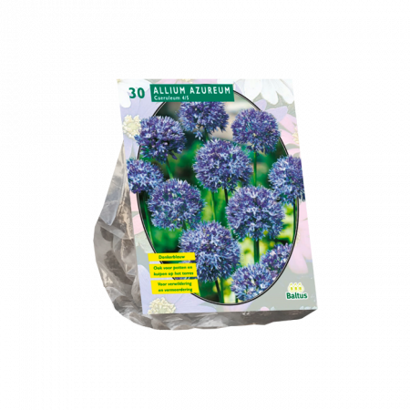 Zierlauch Caeruleum Azureum 30 Stück