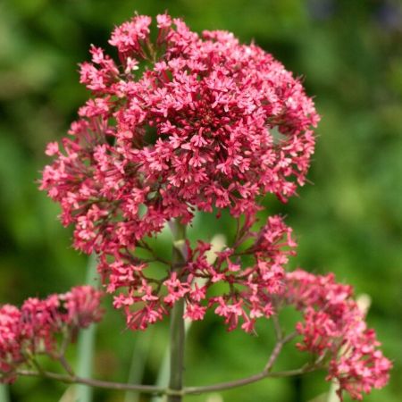 Rotblühende Spornblume Coccineus