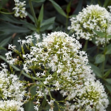 Weißblühende Spornblume 'Albus'