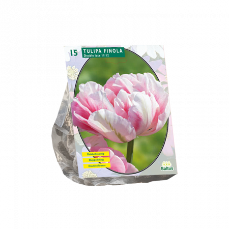 Tulipa Dubbel Laat Finola, 15 Stück pro Packung