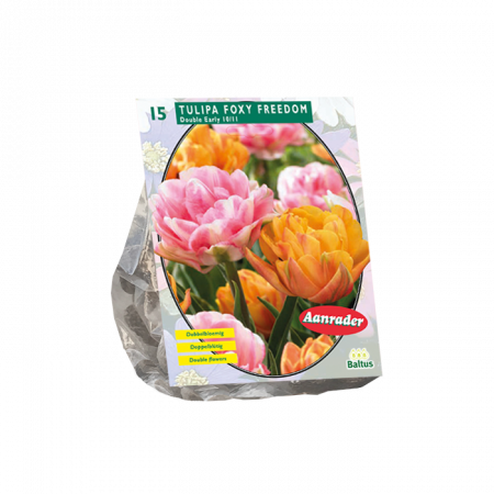 Tulipa Foxy Freedom pro 15