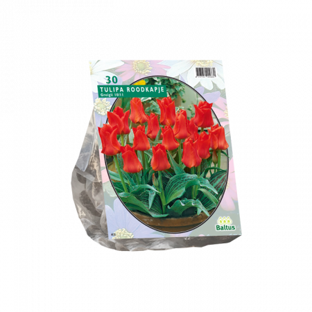 Tulipa Roodkapje, Greigii pro 25