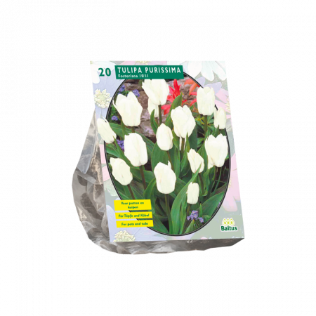 Tulipa Purissima, Fosteriana pro 20