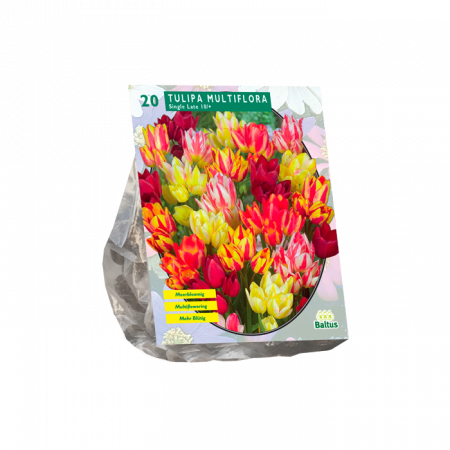 Tulipa Multiflora pro 20