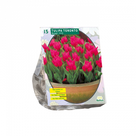 Tulipa Toronto, Greigii pro 15