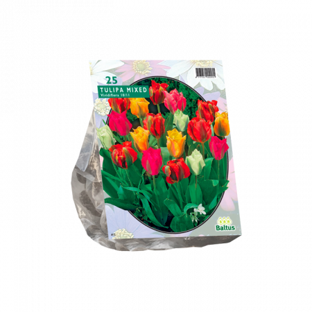 Tulipa Viridiflora Mix pro 25