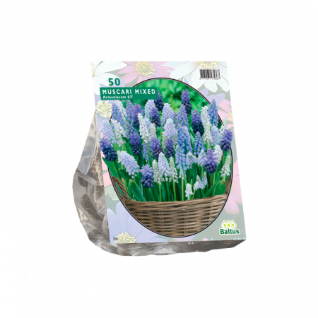 Muscari Mix pro 50