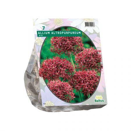 Zierlauch Atropurpureum pro 7 Stück