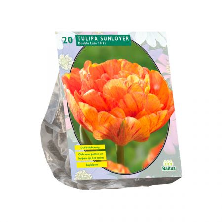 Tulipa Dubbel Laat Sunlover pro 20