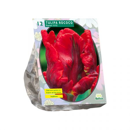 Tulipa Rococo Parrot, Parkiet pro 12