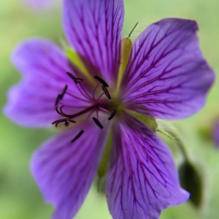 Garten-Storchenschnabel 'Philippe Vapelle'