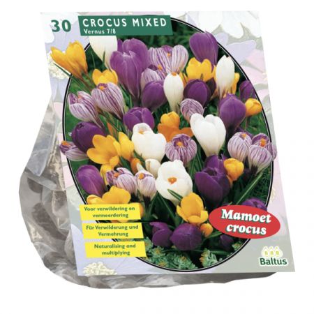 Krokus großblumig, Mischung pro 30