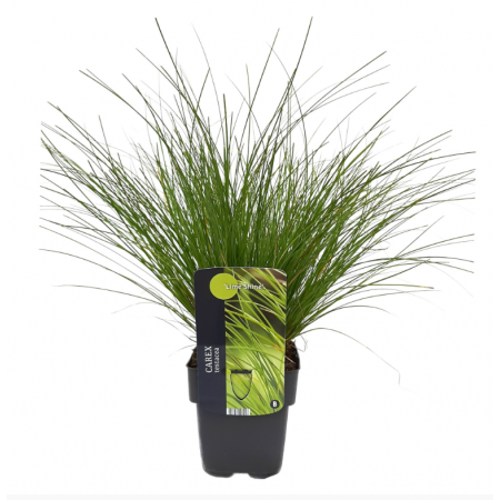 Carex testacea 'Lime Shine'