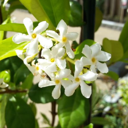 Weiße Toskanische Jasmin