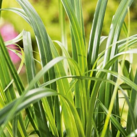 Carex 'Ribbon Falls'