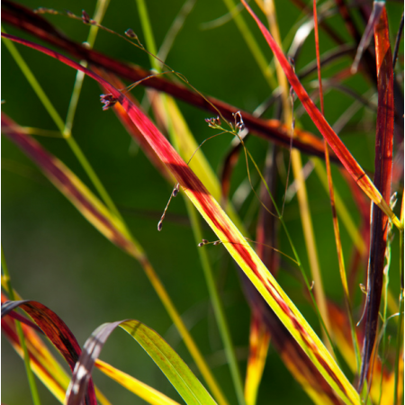 Panicum virgatum 'Sangria'