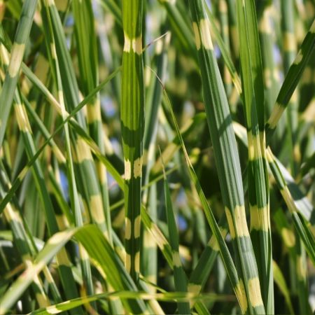 Miscanthus sinensis 'Little Zebra'