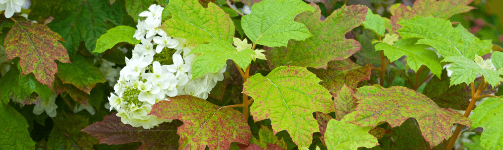 eichenblatt hortensie schneiden