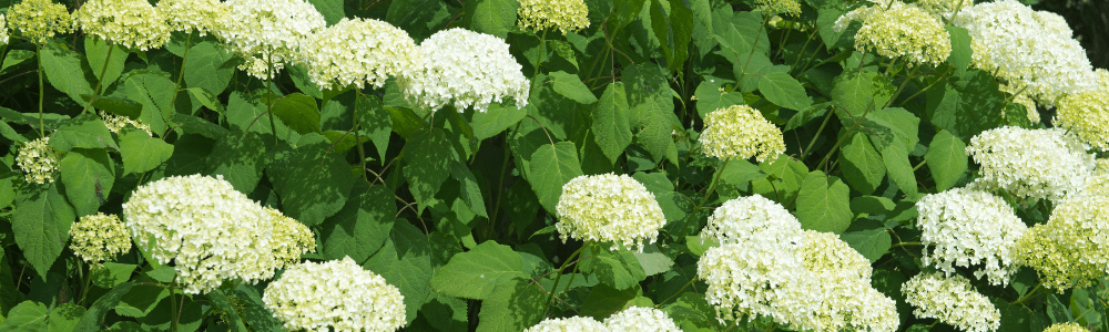 Hortensie Annabelle schneiden